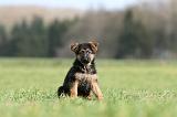 BERGER ALLEMAND 1129